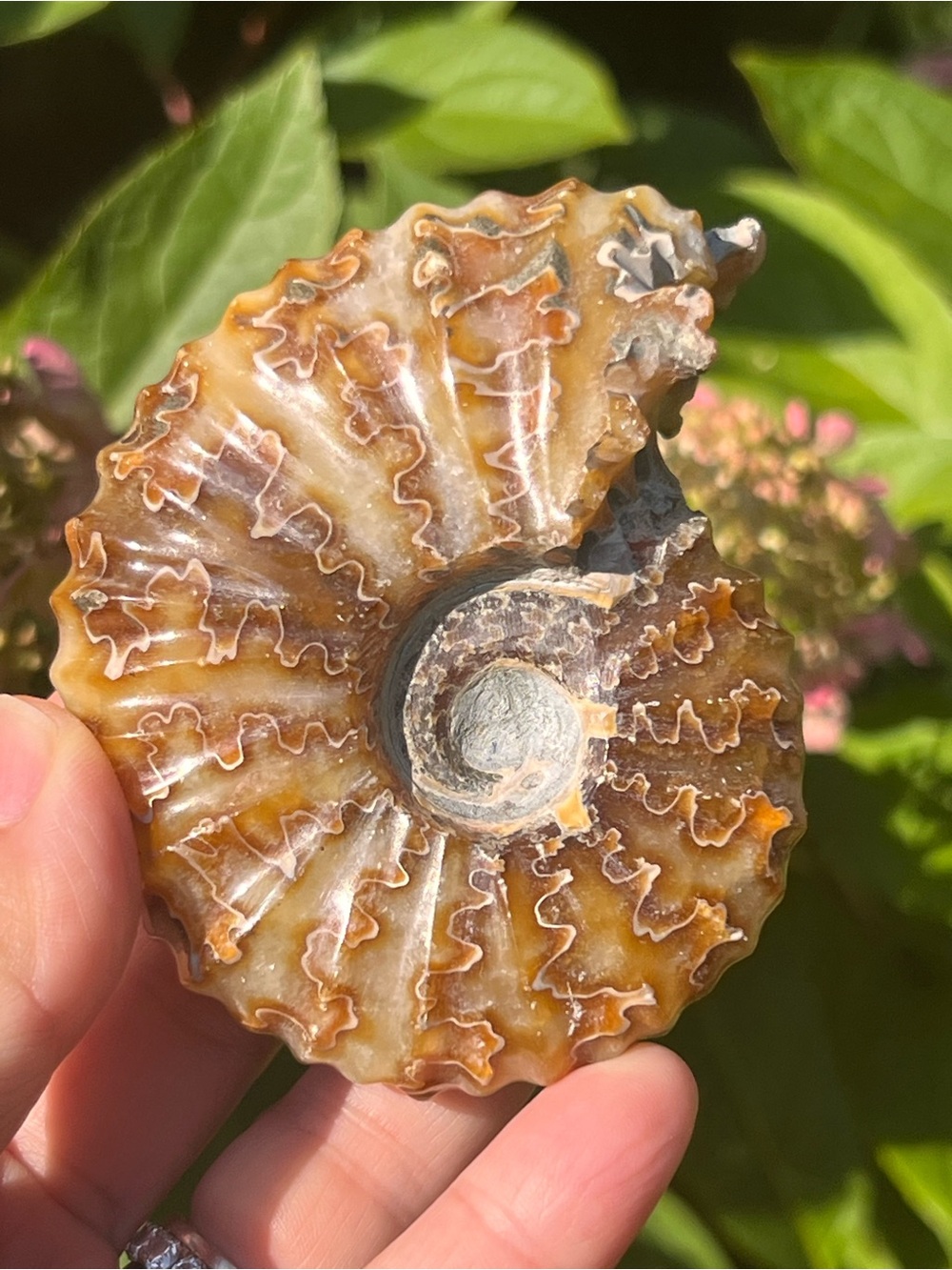 Ammonite (8) fossil with stand | crystal